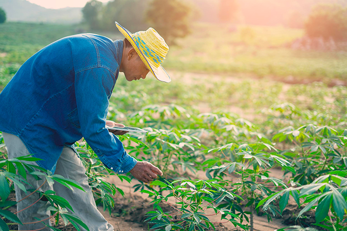 Cassava farmer - sustainable production